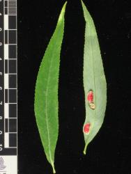 Salix matsudana × S. alba. Leaves showing upper surface (left) and lower surface.
 Image: D. Glenny © Landcare Research 2020 CC BY 4.0